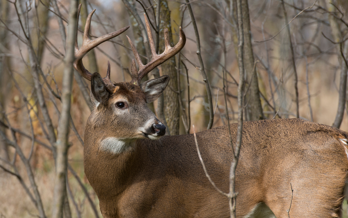 Hunting Seasons & Land Values: Why Timing Matters When Buying or Selling in Hugo, OK